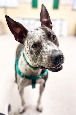 Discovering the Right Dog for Your Unique Lifestyle | July 13 at 1-2pm