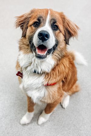 Basic Manners Level 1 Schallock Center for Animals: January 5