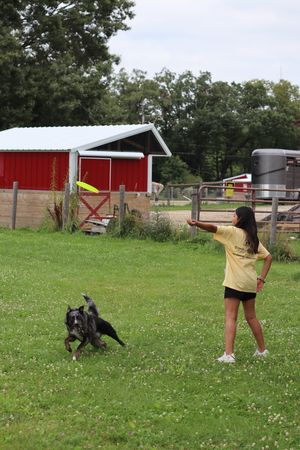 HAWS Gone to the Dogs | June 15-19