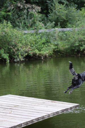 SCA Advanced Gone to the Dogs | August 11-15