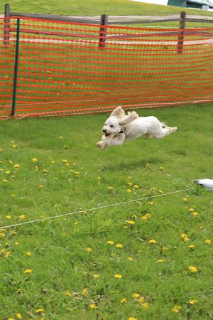 SCA Dog Dash: TBD
