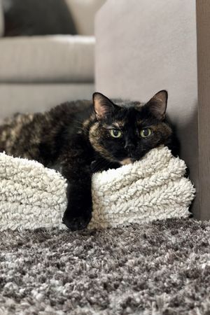 Kirk Larsen and Kristine Cherek Matching Fundraiser for Elle