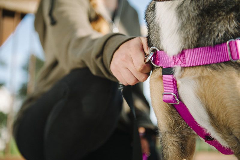 Freedom NoPull Harness — HAWS