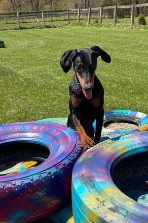 Alumni  Dog Reactivity Consult Packages