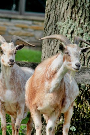 Schallock Center for Animals Gift