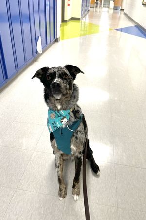 HAWS Education High Interest & Career Day Payment