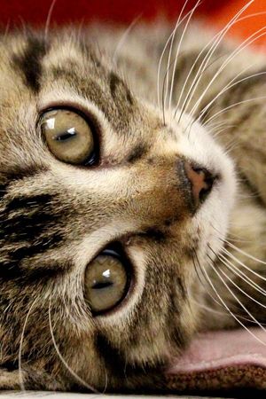 Animal Care & Adoption Gift