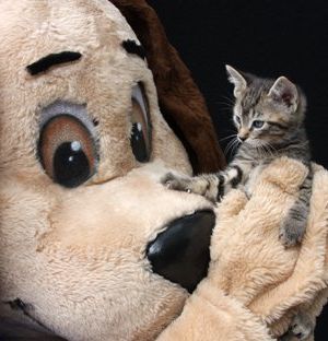 Fur Squared Donations