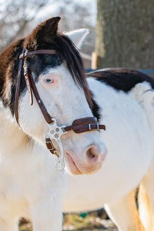 Sponsorship for Skittle's Care
