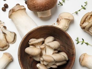 The Ephemeral World of Fungi