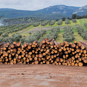 Children's Home Cooking Firewood