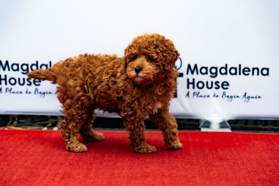 2024 Annual Magdalena House Gala