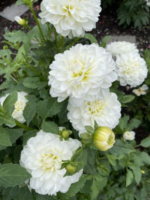 Becca McNitzky's Fundraiser