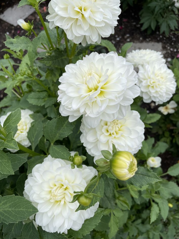 Becca McNitzky's Fundraiser