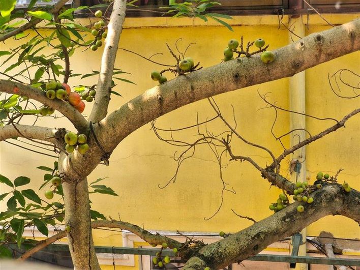 Thuy's BD Fundraiser