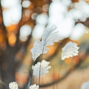 Tea Cup's Fundraiser