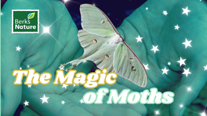 SEPTEMBER 5TH - The Magic of Moths