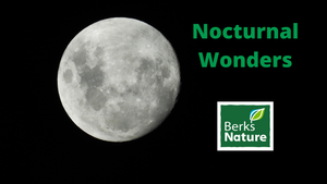 August 17th - Nocturnal Wonders