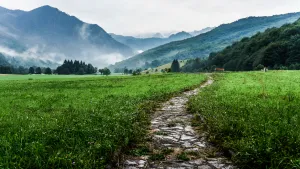 The Pathway Project