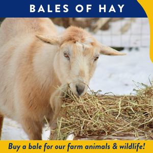 Bales of Hay