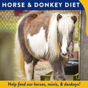 Horse & Donkey Diet