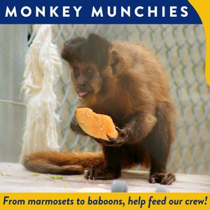 Monkey Munchies