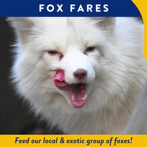 Fox Fares