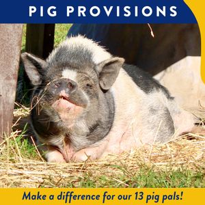 Pig Provisions