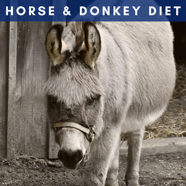 Horse & Donkey Diet — Donate Today!