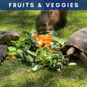 Fresh Fruits & Veggies
