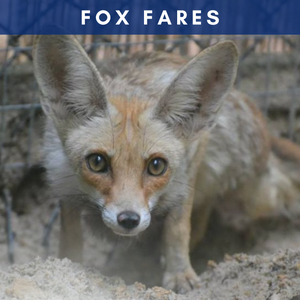 Fox Fares