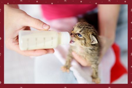 Kitten Care Package