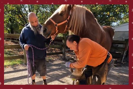 Farrier Visit for Horses & Donkeys