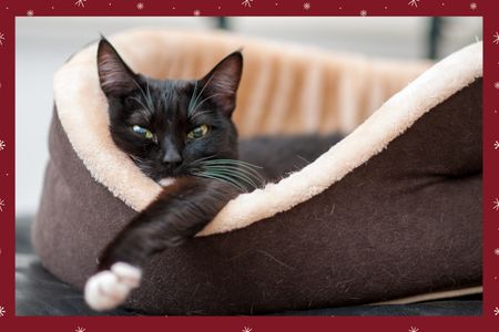 A Warm Bed for Cats & Dogs