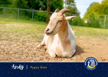 Adopt Andy