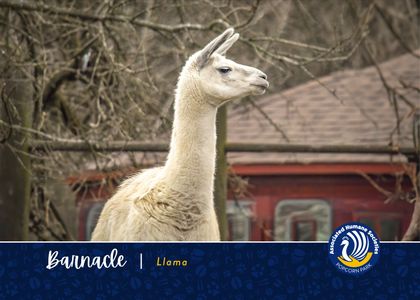 Adopt Barnacle