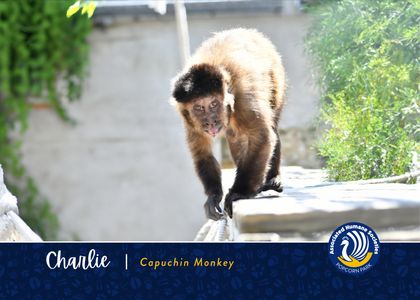 Adopt Charlie
