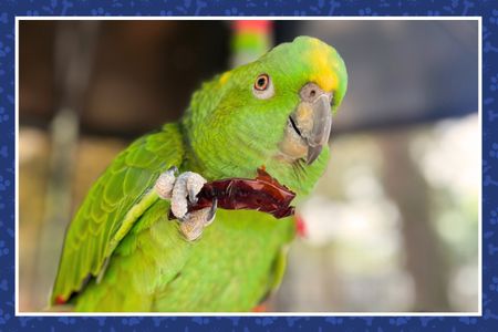 Fun for Small Furry & Feathered Friends