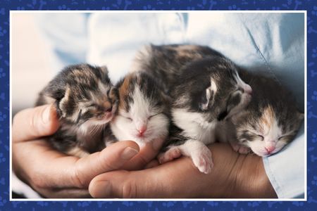 Puppy & Kitten Care Package