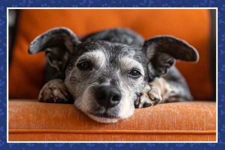 Comfort for Older Animals
