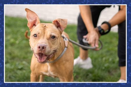 Everyday Essentials for Shelter Pets
