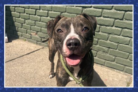 Adoption Success Kit