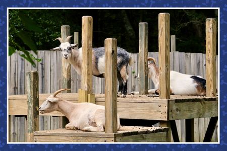 Habitats & Homes for our Refuge Animals