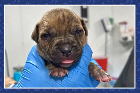Puppy Rescue Mission