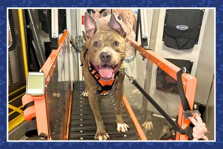 Treadmill for Dogs