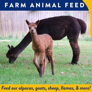 Farm Animal Feed