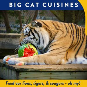 Big Cat Cuisines
