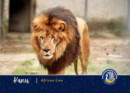 Adopt Kanu