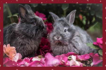 Bunny Care Package