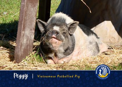 Adopt Peggy